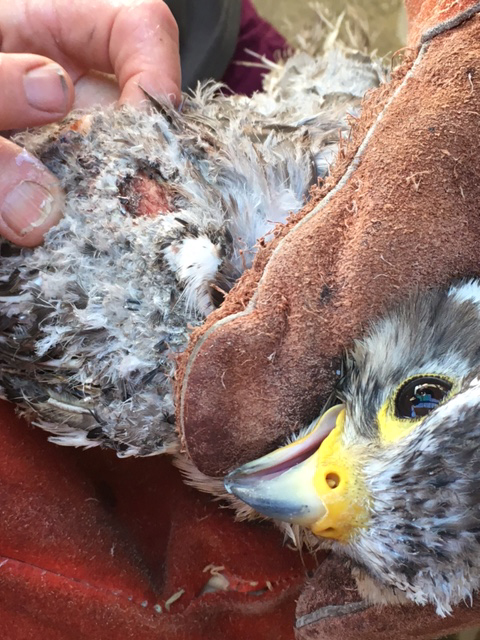 Prairie falcon