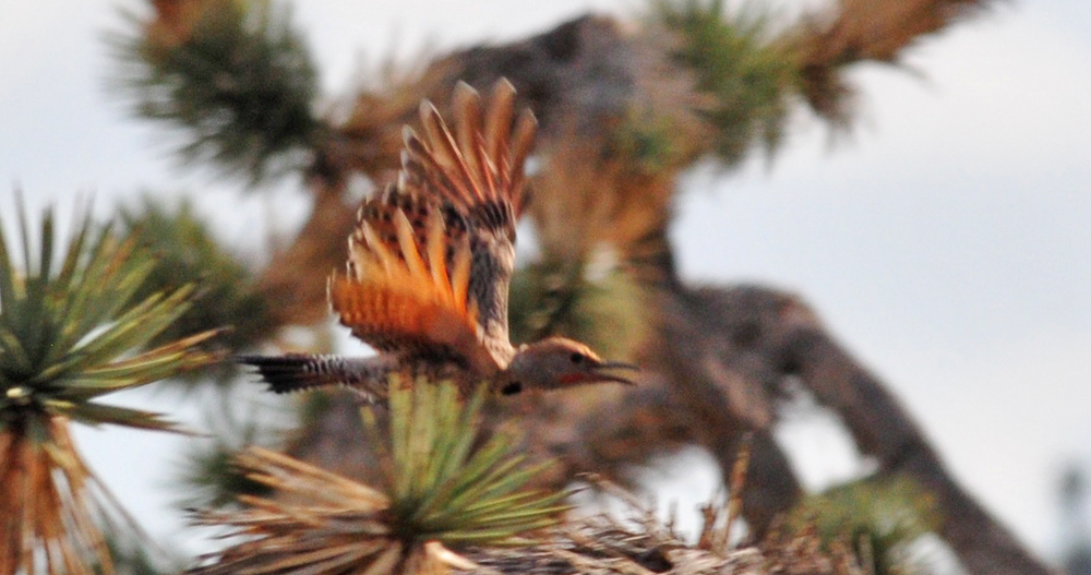 gilded flicker