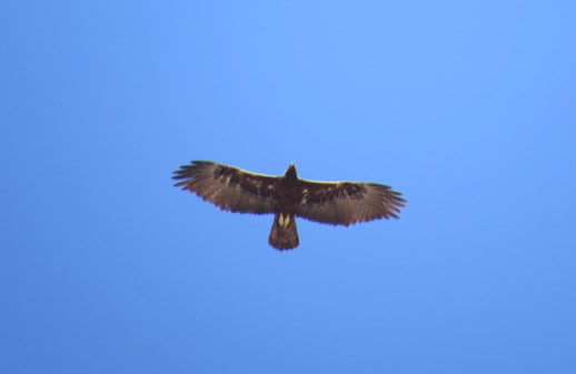 Golden eagle