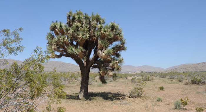 Joshua tree