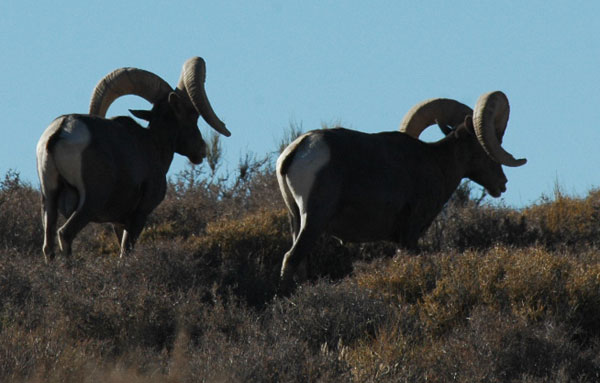 bighorn