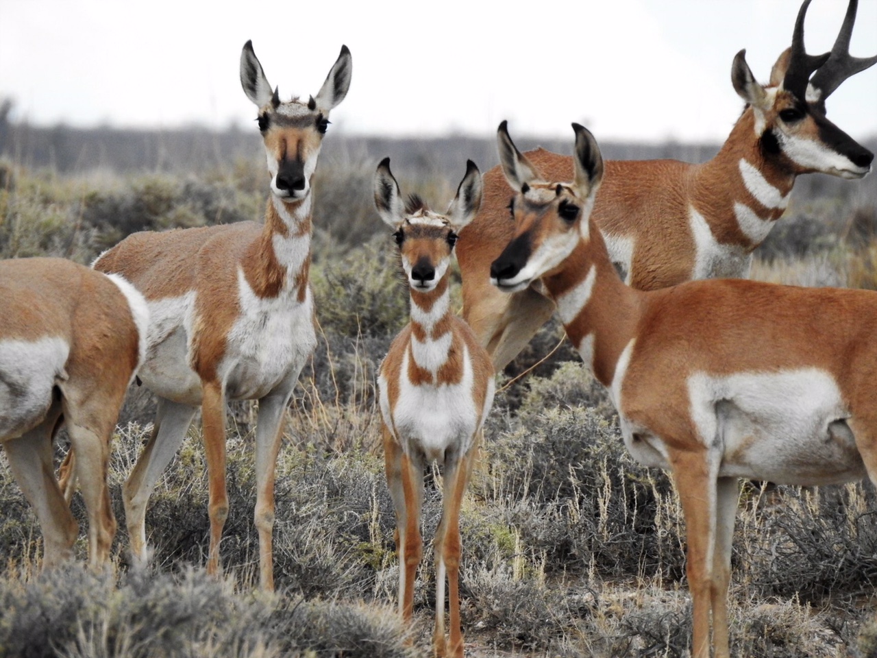 pronghorn